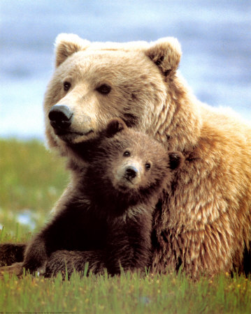 Parc national de Yellowstone , Le grizzly, un grand ours brun symbole de l'Ouest sauvage américain vit dans les états d'Idaho, du Montana et du Wyoming D’après les données de 1985, la population de grizzlis serait répartie comme suit : 1 200 en Alberta, 6 500 en Colombie-Britannique, de 4 000 à 5 000 dans les Territoires du Nord-Ouest, de 5 000 à 8 000 au Yukon, 15 000 en Alaska et moins d’un millier au Montana, au Wyoming et en Idaho.
